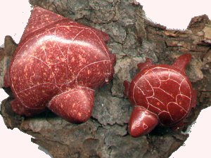 turtles